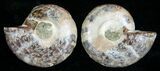 Small Desmoceras Ammonite Pair #5311-1
